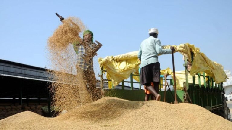 paddy production